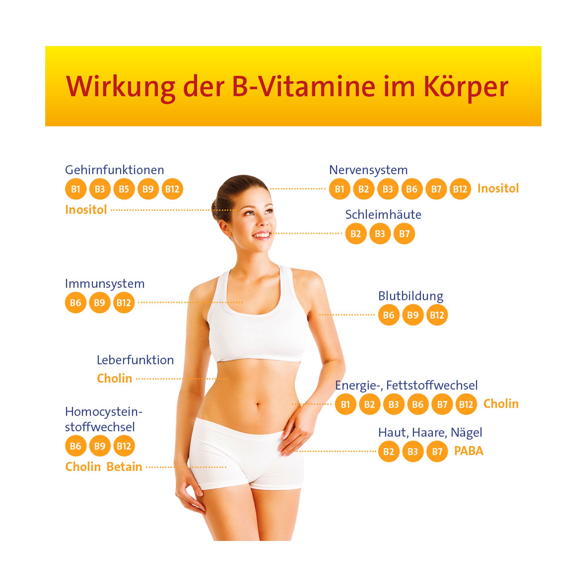 Grafik Vitamin B Complete Hevert All-in-One Kapseln Wikrung der B-Vitamine im Körper