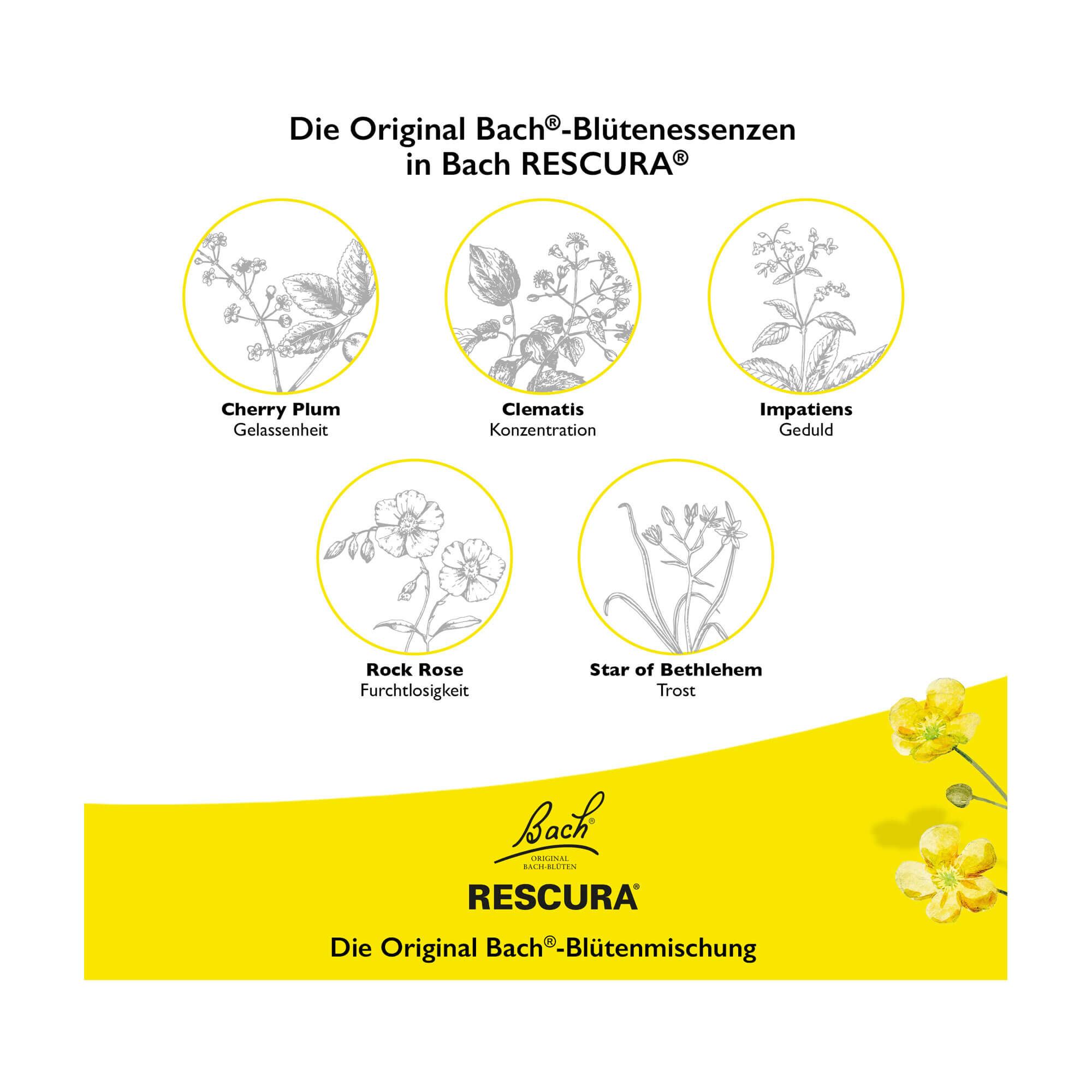 Grafik Bachblüten Original Rescura Pastillen Beeren-Mix Bachblütenessenzen