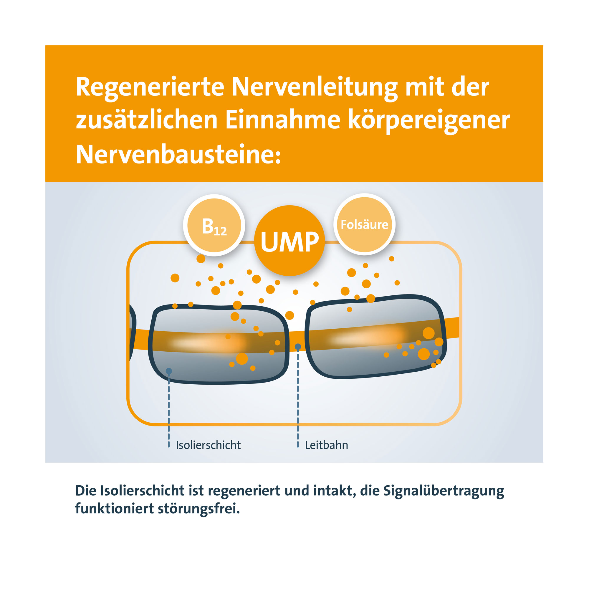 Grafik Keltican Forte Kapseln Regenerierte Nervenleitung mit der zusätzlichen Einnahme körpereigener Nervenbausteine