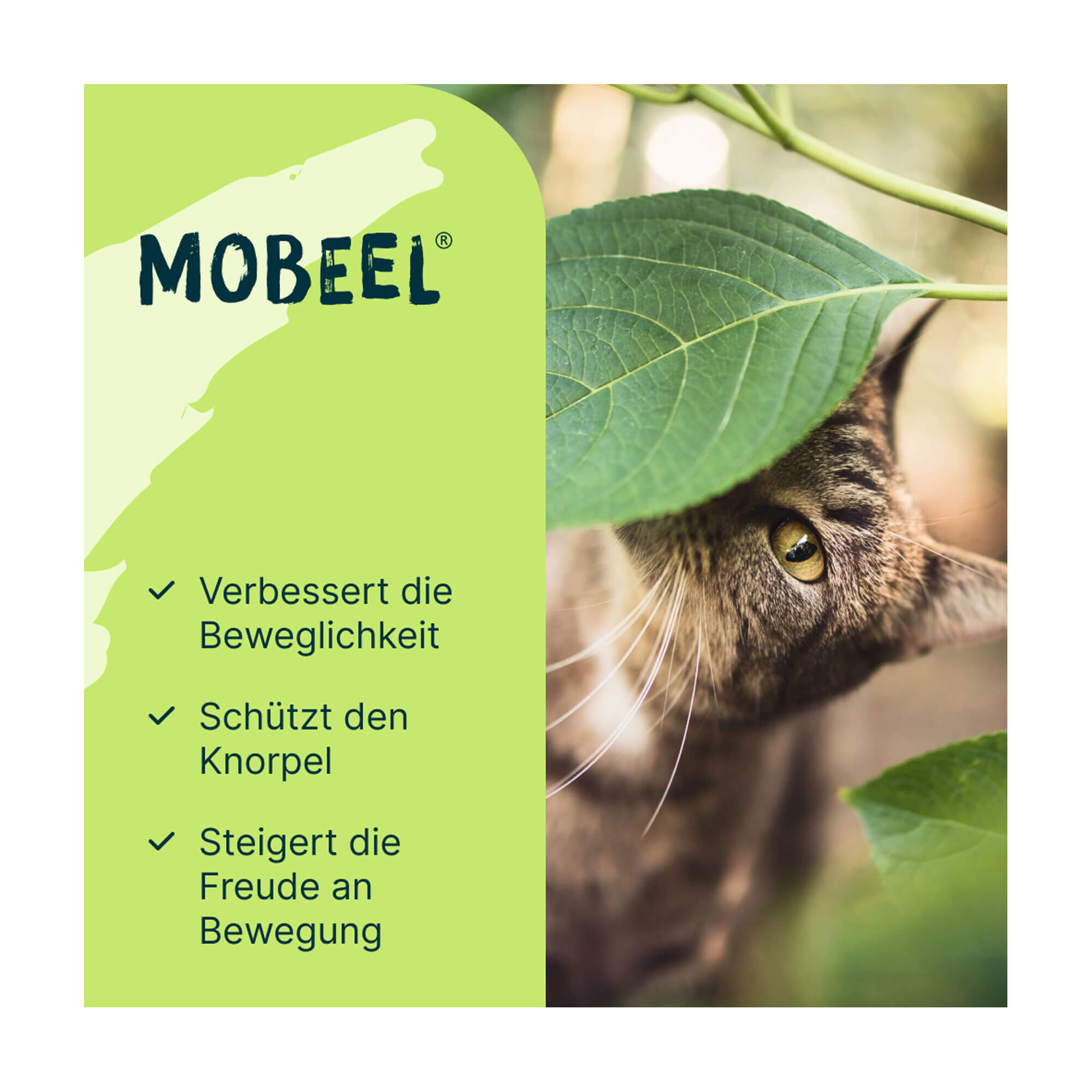 Grafik Mobeel Pulver für Hunde und Katzen Produktmerkmale