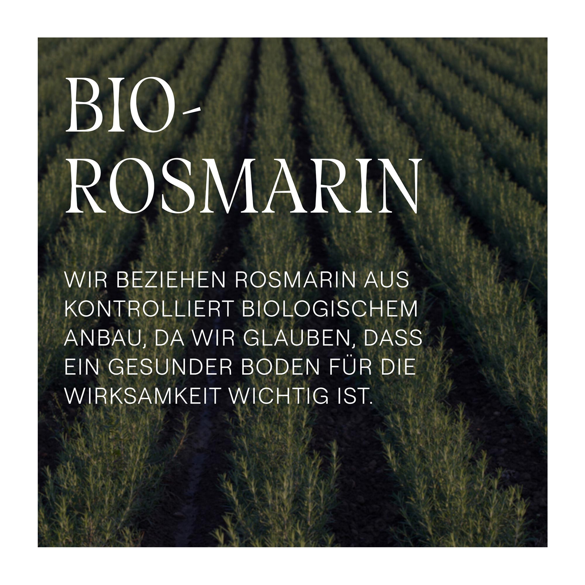 Grafik Weleda Rosmarin Revitalising Conditioner Inhaltsstoff Bio-Rosmarin