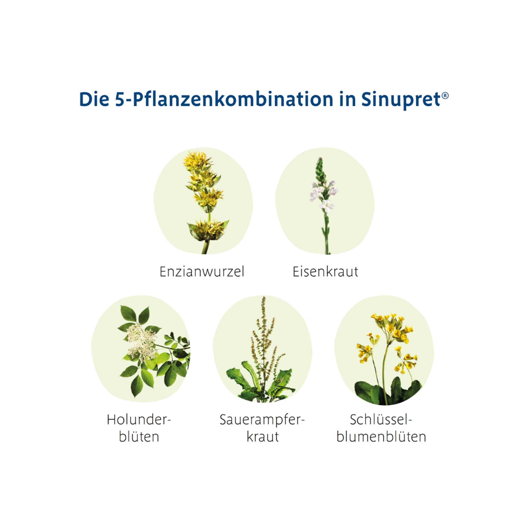 Grafik Sinupret Überzogene Tabletten die 5-Pflanzenkombination in Sinupret