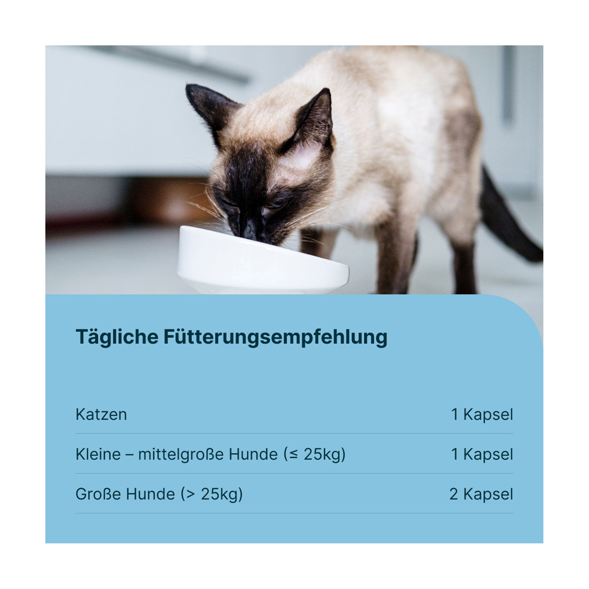 Grafik Gasteel Vet Kapseln für Hunde und Katzen Tägliche Fütterungsempfehlung