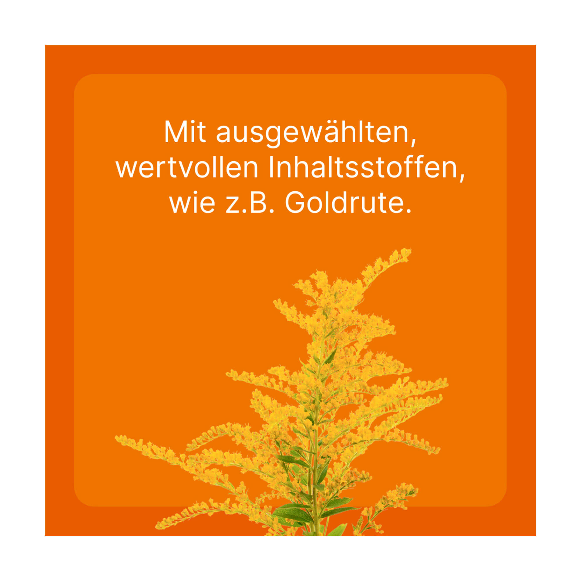 Grafik Solidago compositum ad us. vet. Mit ausgewählten, wertvollen Inhaltsstoffen, wie z.B. Goldrute