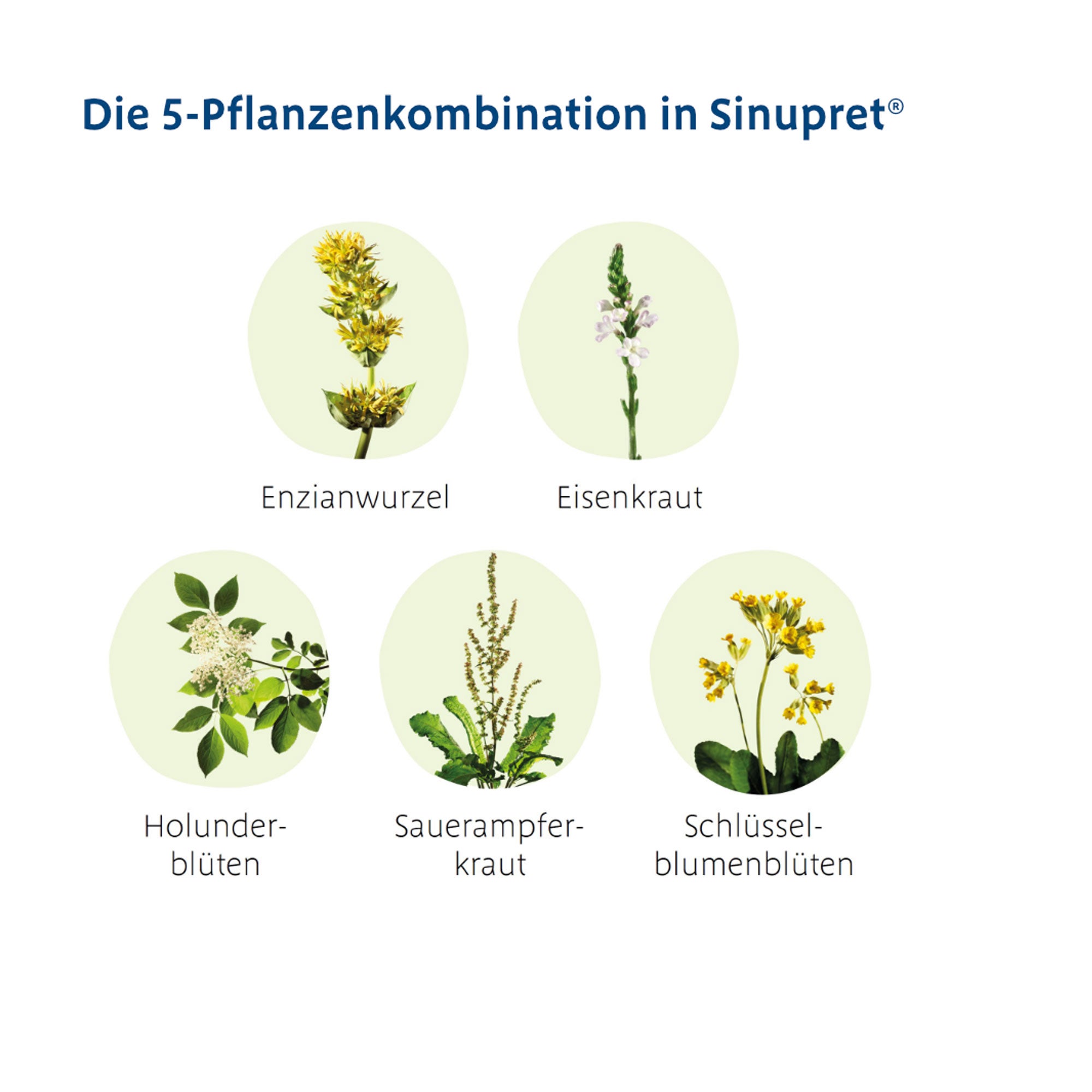 Grafik Sinupret Tropfen Mit 5-Pflanzenkombination