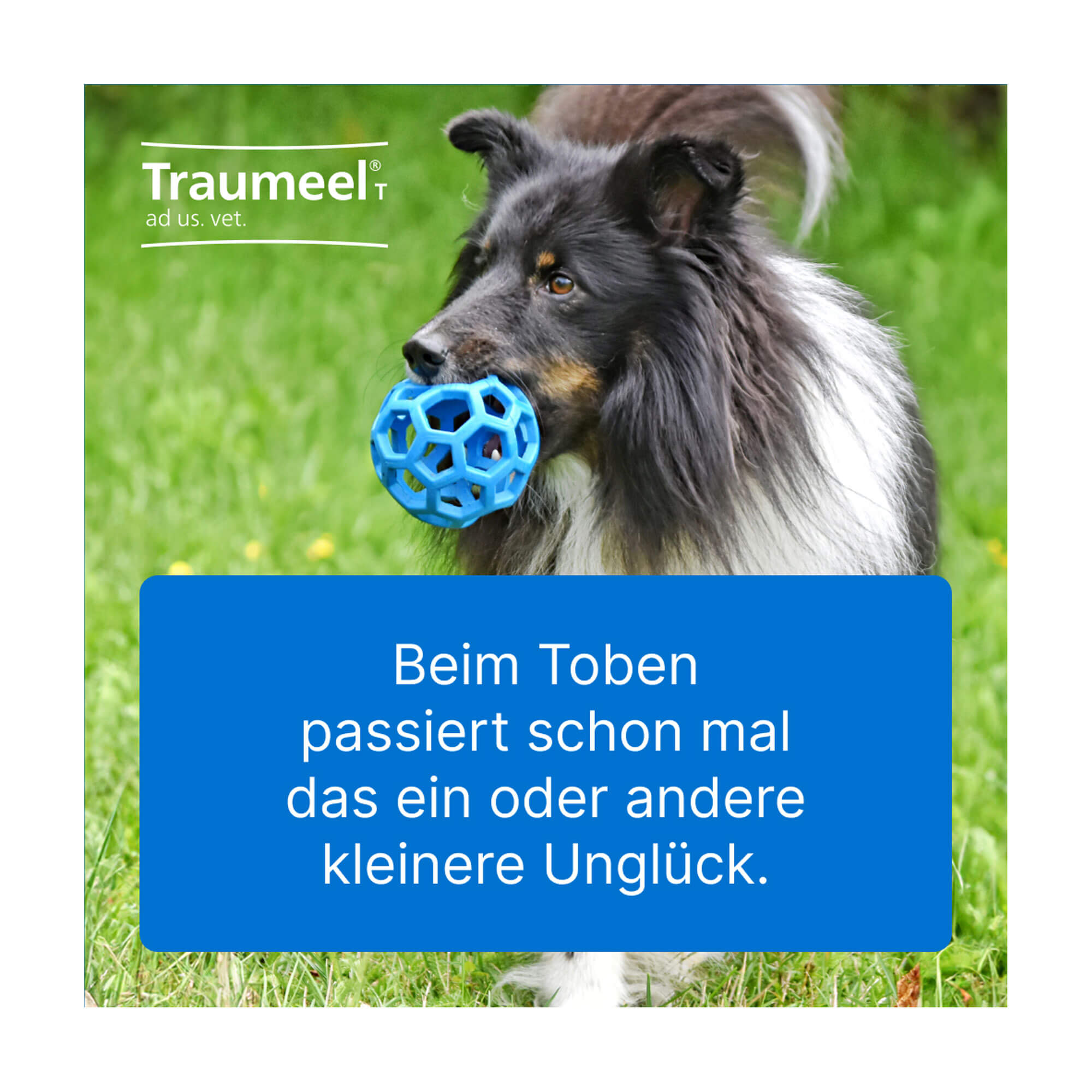 Grafik Traumeel T ad us. vet. Tabletten Zur Anwendung bei Hunden.