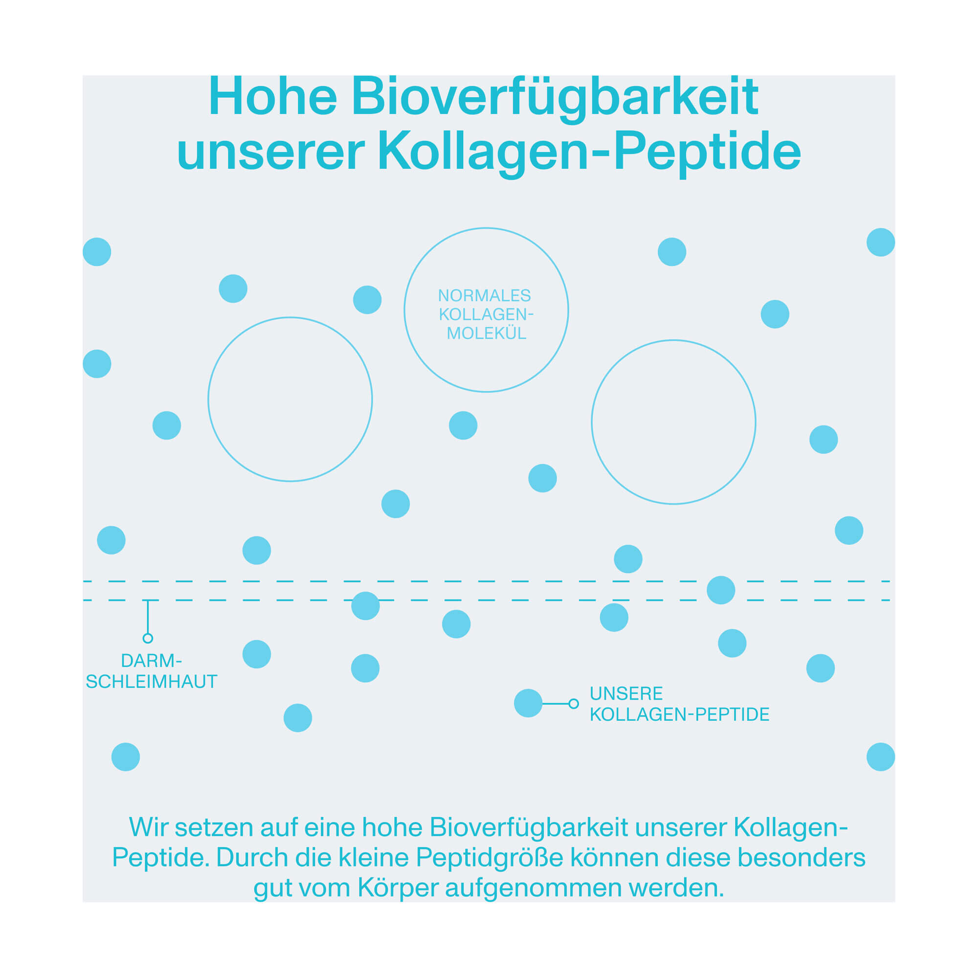 Grafik Vital Proteins Marine Collagen Pulver - nicht aromatisiert Hohe Bioverfügbarkeit der Kollagen-Peptide