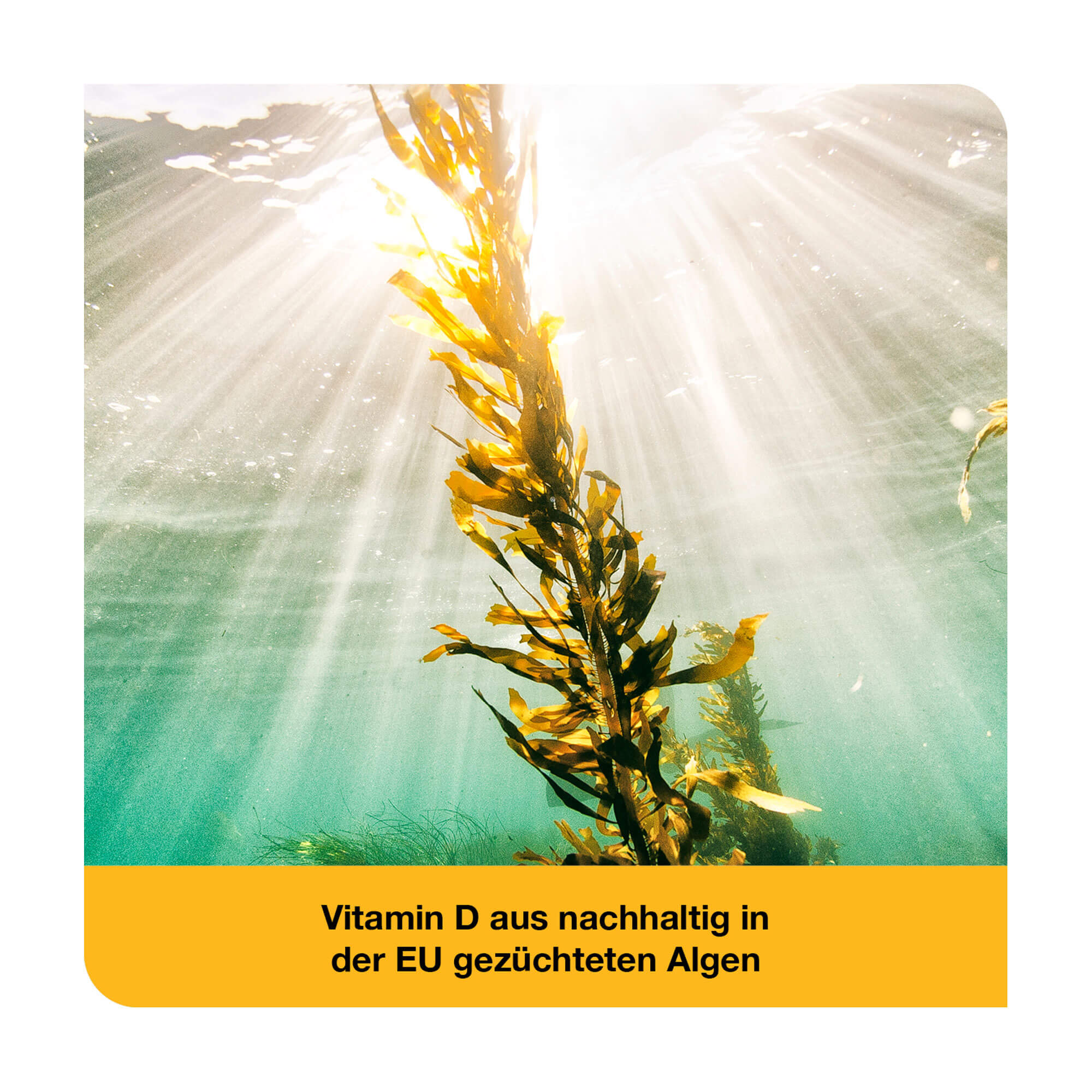 Grafik Vitamin D-Loges 7.000 I.E. pflanzlich Vitamin D aus nachhaltig in der EU gezüchteten Algen