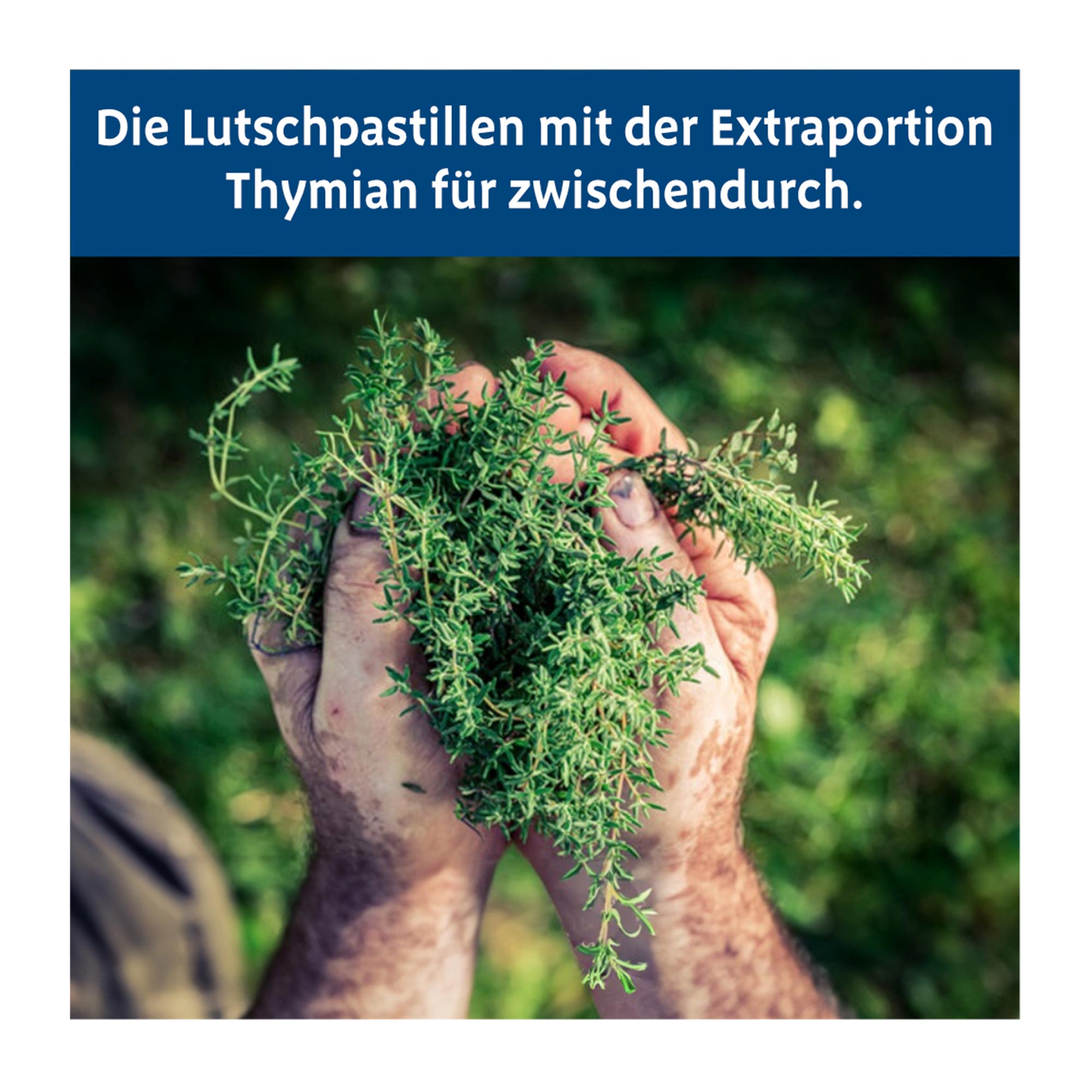 Grafik Bronchipret Thymian Pastillen die Lutschpastillen mit der Extraportion Thymian für zwischendurch