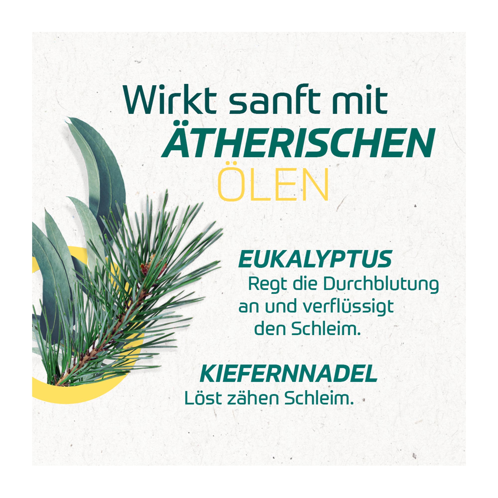 Grafik Eucabal Balsam S wirkt sanft mit ätherischen Ölen